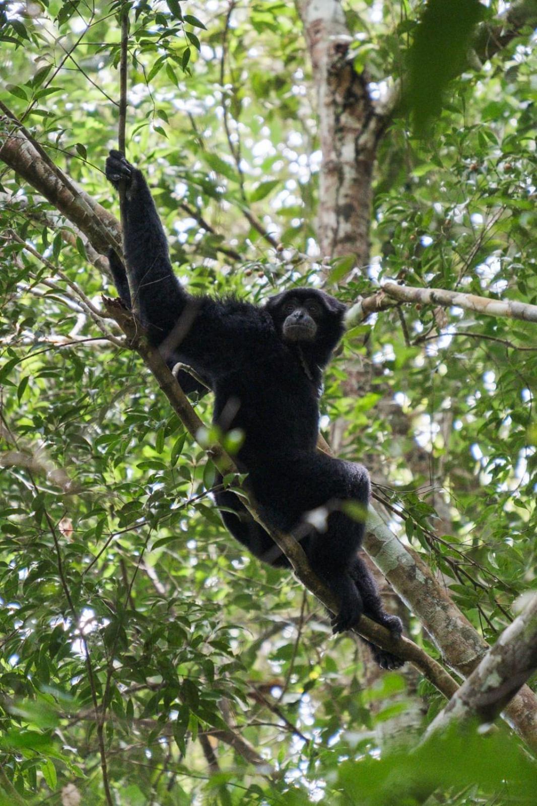 Magpie Homestay & Jungle Trekking Especially For Guest Trekking With Us Bukit Lawang Exteriör bild