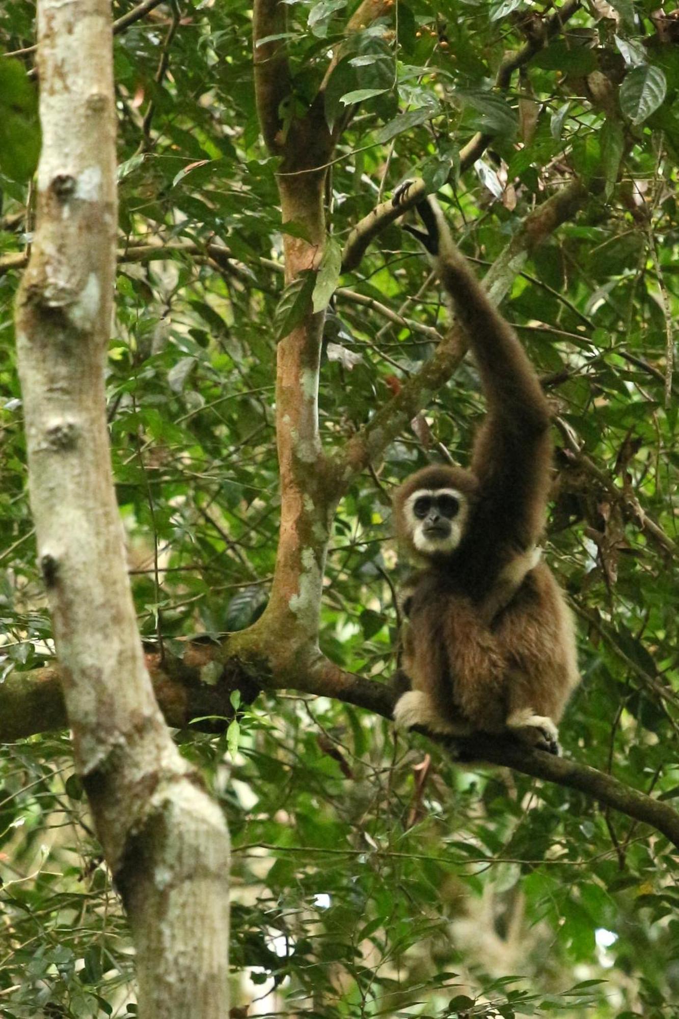 Magpie Homestay & Jungle Trekking Especially For Guest Trekking With Us Bukit Lawang Exteriör bild