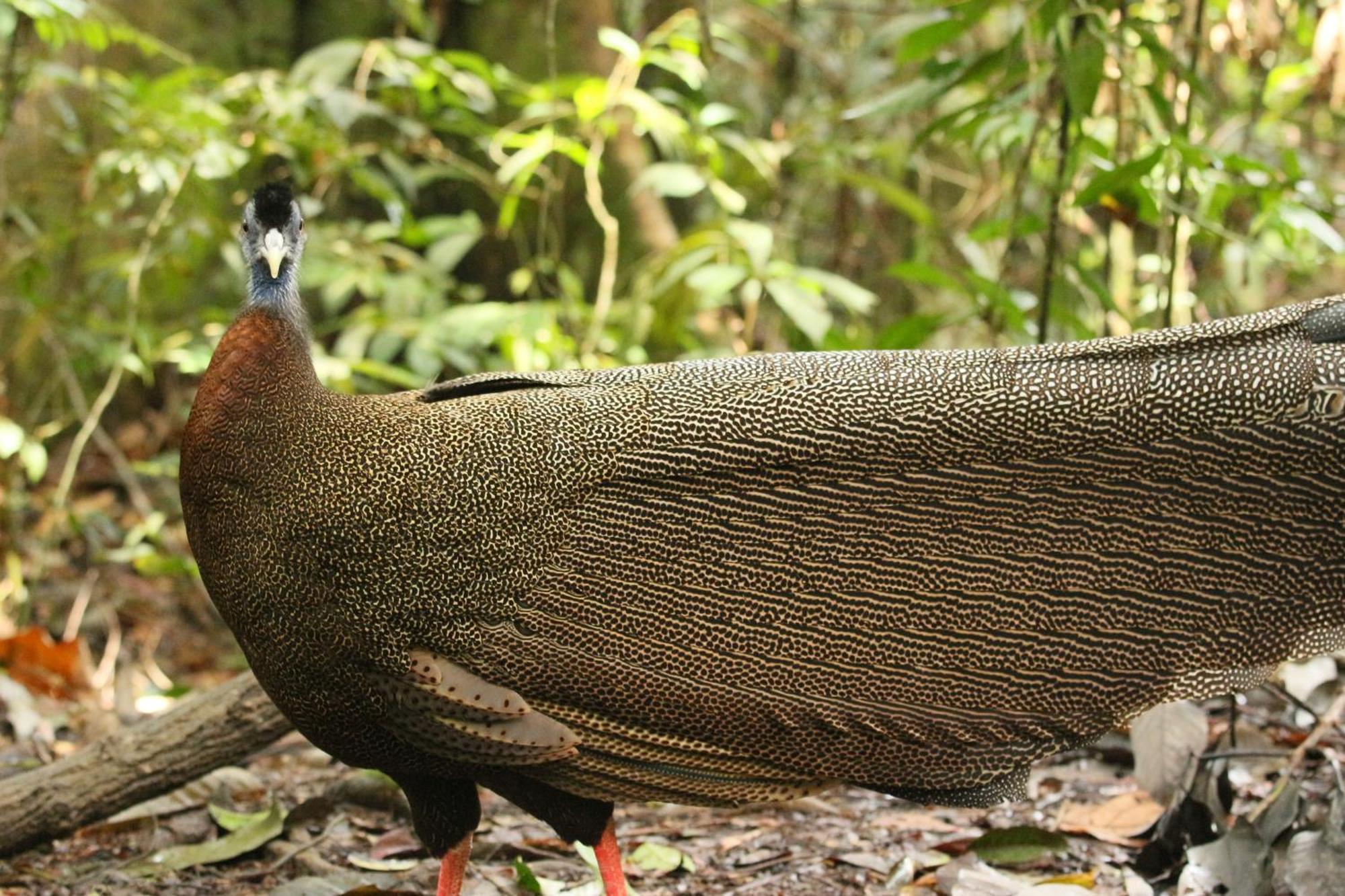 Magpie Homestay & Jungle Trekking Especially For Guest Trekking With Us Bukit Lawang Exteriör bild
