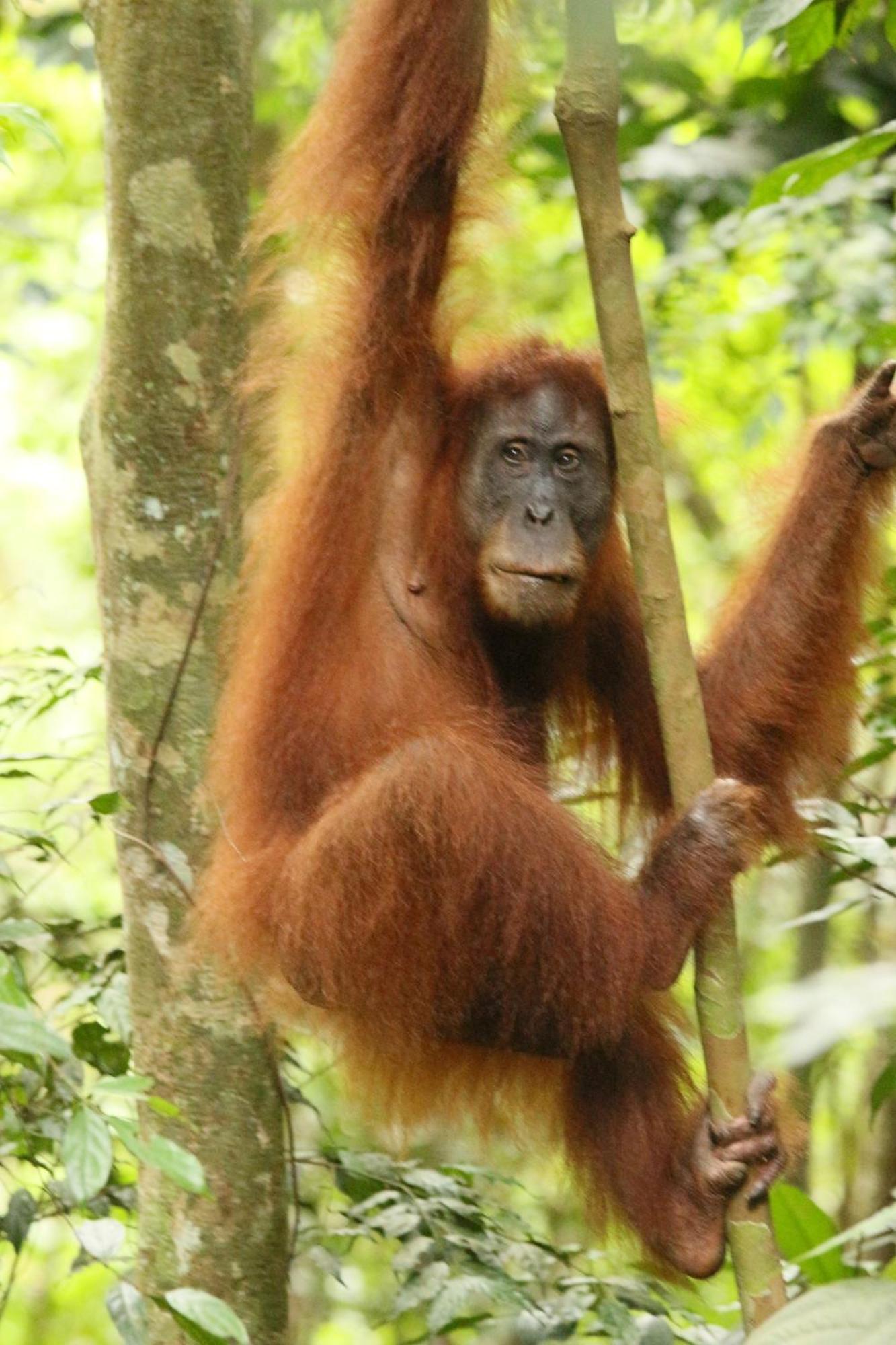 Magpie Homestay & Jungle Trekking Especially For Guest Trekking With Us Bukit Lawang Exteriör bild