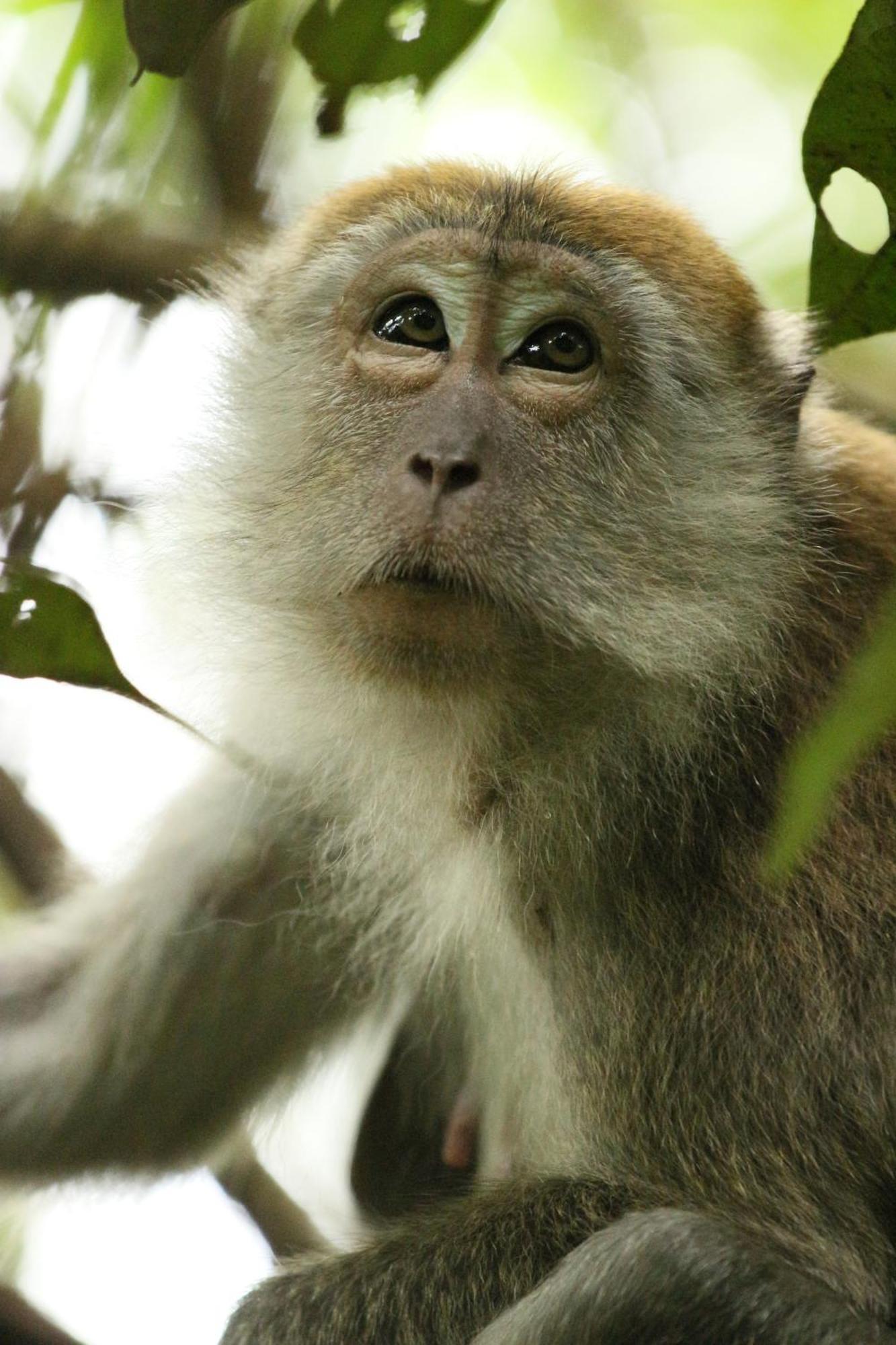 Magpie Homestay & Jungle Trekking Especially For Guest Trekking With Us Bukit Lawang Exteriör bild