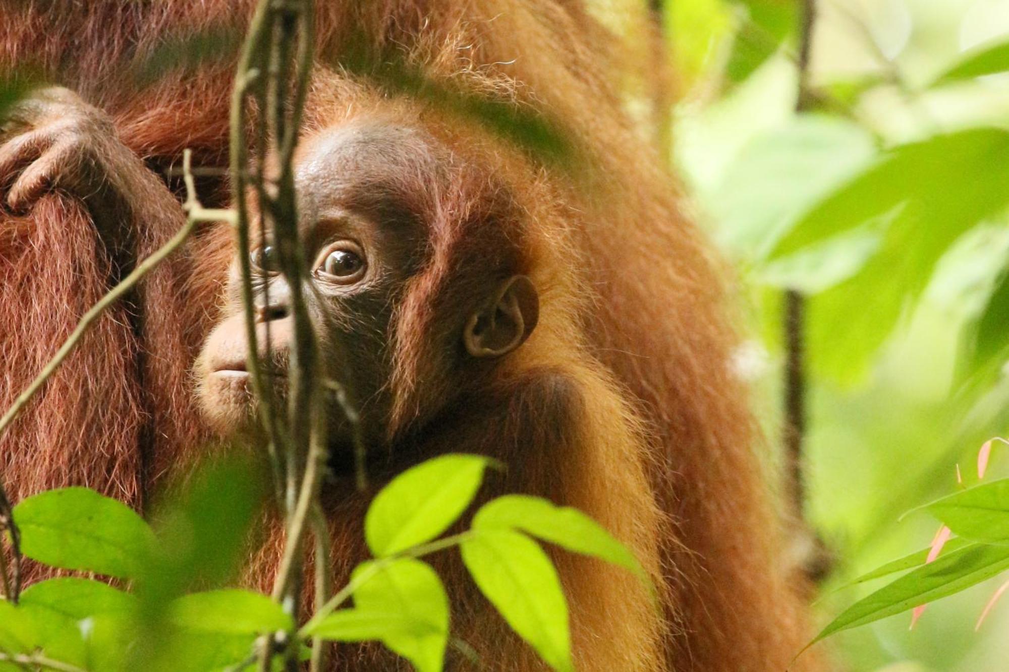 Magpie Homestay & Jungle Trekking Especially For Guest Trekking With Us Bukit Lawang Exteriör bild