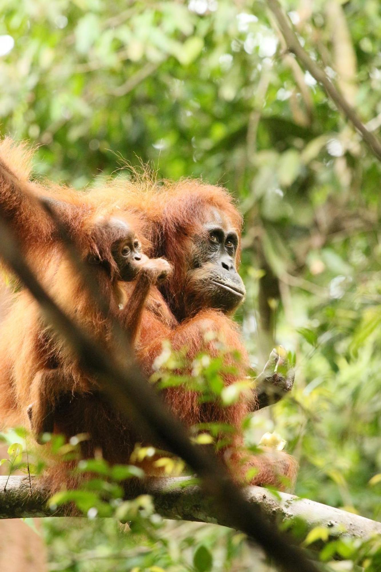 Magpie Homestay & Jungle Trekking Especially For Guest Trekking With Us Bukit Lawang Exteriör bild