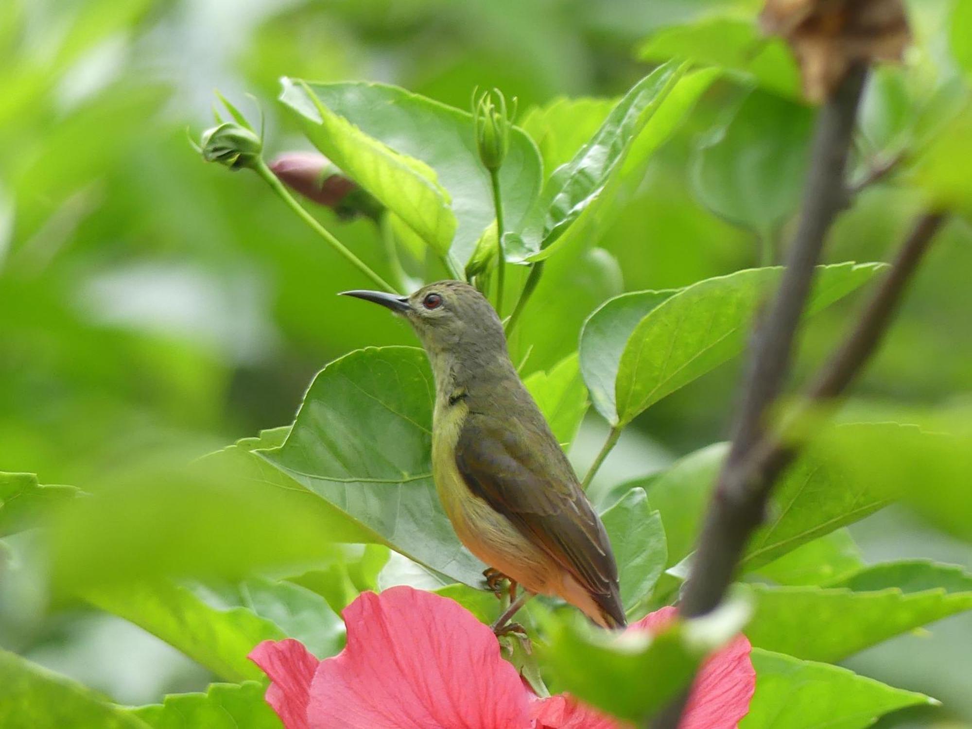 Magpie Homestay & Jungle Trekking Especially For Guest Trekking With Us Bukit Lawang Rum bild
